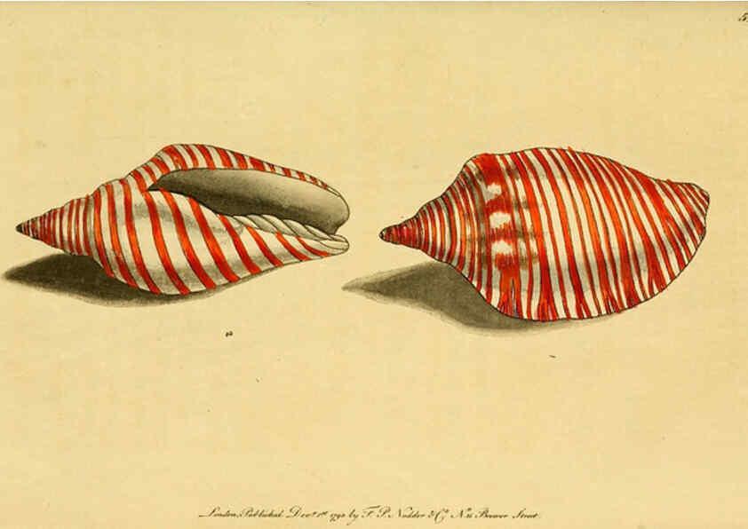 Reproducción/Reproduction 6049346950: Descriptions and illustrations of mollusks [18--] 