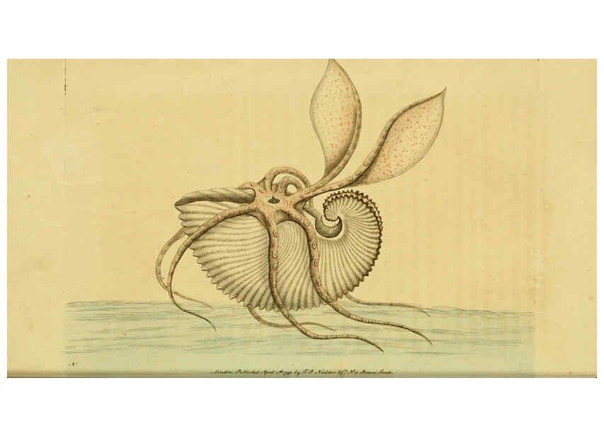 Reproducción/Reproduction 6049347128: Descriptions and illustrations of mollusks [18--] 