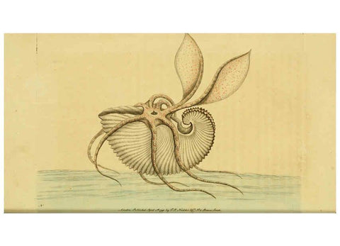 Reproducción/Reproduction 6049347128: Descriptions and illustrations of mollusks [18--] 