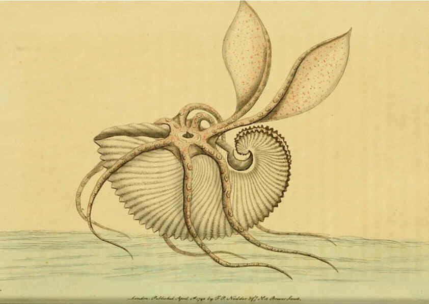 Reproducción/Reproduction 6049347128: Descriptions and illustrations of mollusks [18--] 