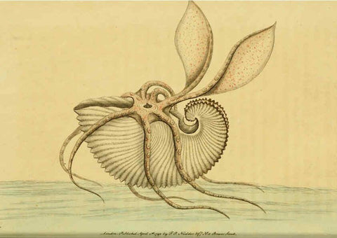 Reproducción/Reproduction 6049347128: Descriptions and illustrations of mollusks [18--] 