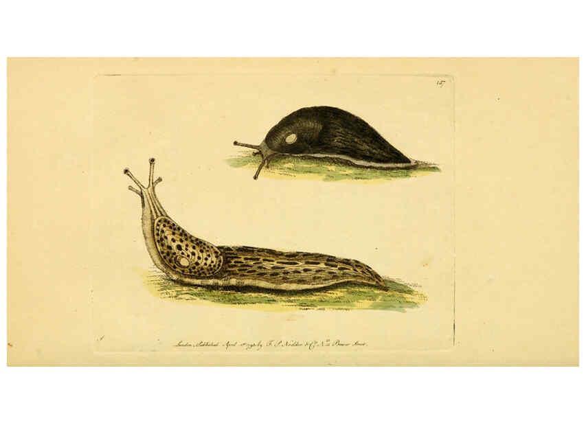 Reproducción/Reproduction 6049347344: Descriptions and illustrations of mollusks [18--] 