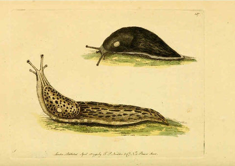 Reproducción/Reproduction 6049347344: Descriptions and illustrations of mollusks [18--] 