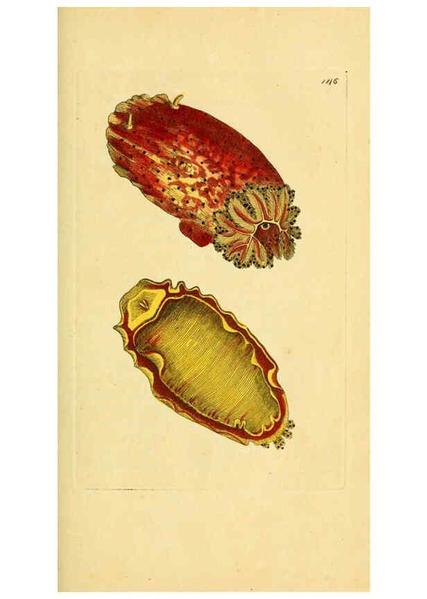 Reproducción/Reproduction 6048794081: Descriptions and illustrations of mollusks [18--] 