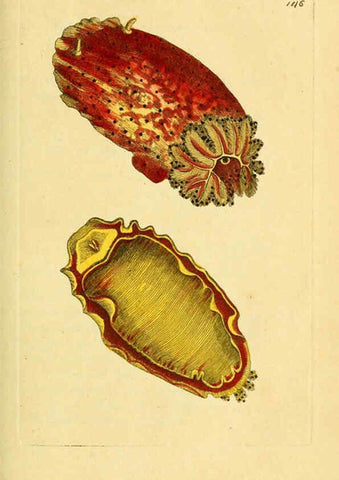 Reproducción/Reproduction 6048794081: Descriptions and illustrations of mollusks [18--] 