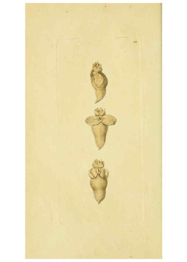 Reproducción/Reproduction 6049347758: Descriptions and illustrations of mollusks [18--] 