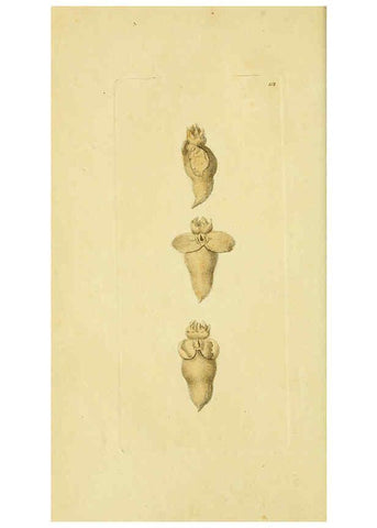 Reproducción/Reproduction 6049347758: Descriptions and illustrations of mollusks [18--] 