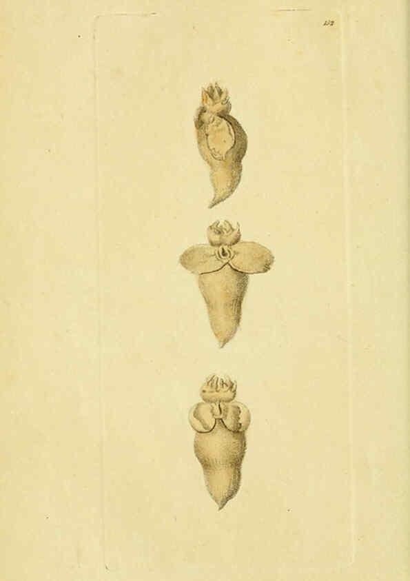 Reproducción/Reproduction 6049347758: Descriptions and illustrations of mollusks [18--] 