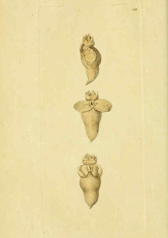 Reproducción/Reproduction 6049347758: Descriptions and illustrations of mollusks [18--] 