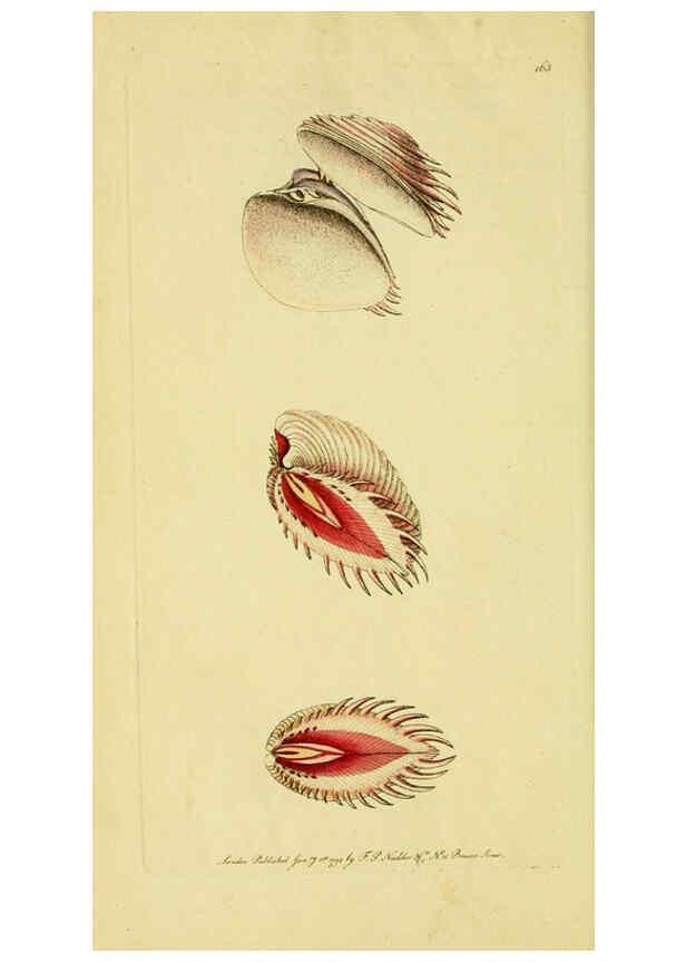 Reproducción/Reproduction 6049347908: Descriptions and illustrations of mollusks [18--] 