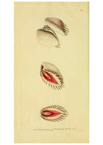 Reproducción/Reproduction 6049347908: Descriptions and illustrations of mollusks [18--] 