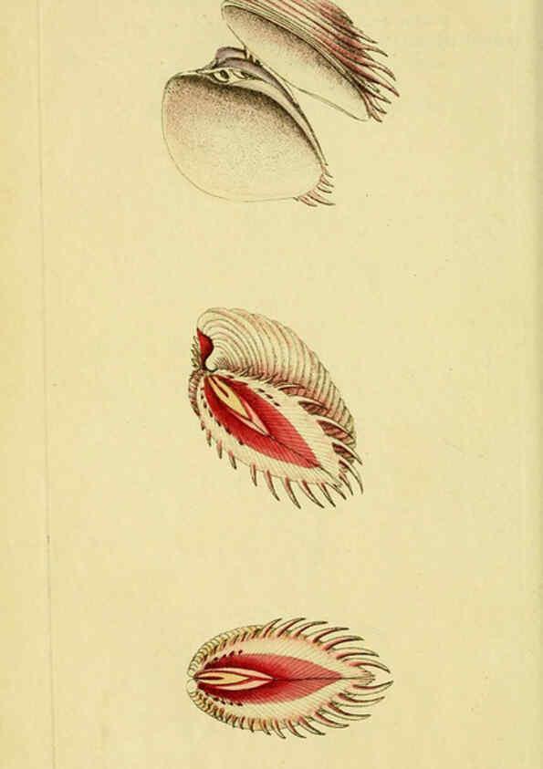 Reproducción/Reproduction 6049347908: Descriptions and illustrations of mollusks [18--] 