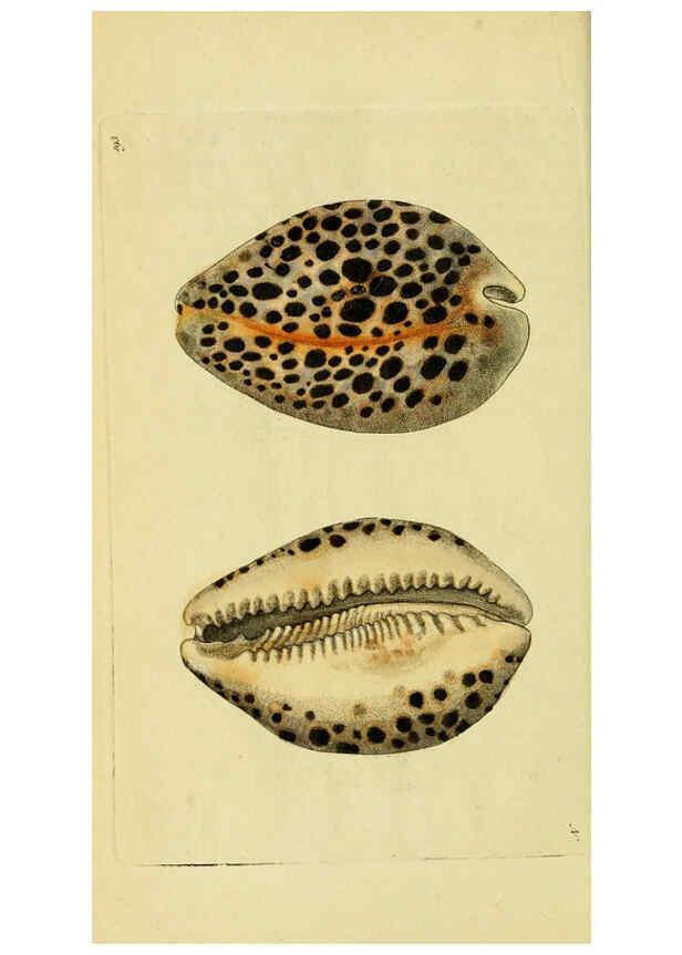 Reproducción/Reproduction 6048794739: Descriptions and illustrations of mollusks [18--] 