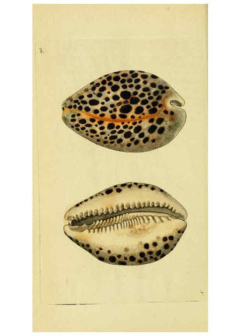 Reproducción/Reproduction 6048794739: Descriptions and illustrations of mollusks [18--] 