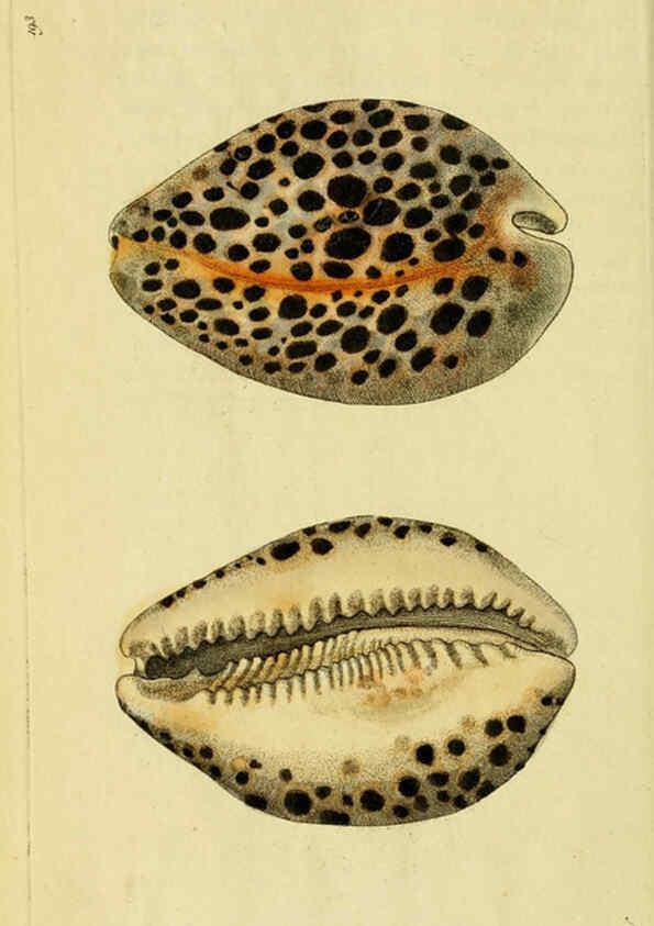 Reproducción/Reproduction 6048794739: Descriptions and illustrations of mollusks [18--] 