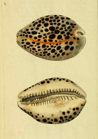 Reproducción/Reproduction 6048794739: Descriptions and illustrations of mollusks [18--] 