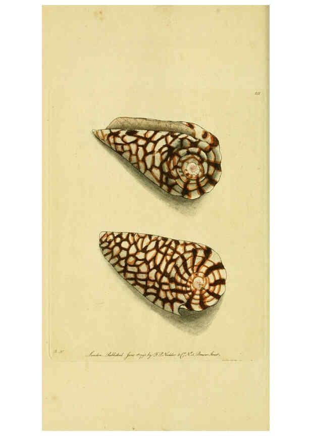 Reproducción/Reproduction 6049348298: Descriptions and illustrations of mollusks [18--] 