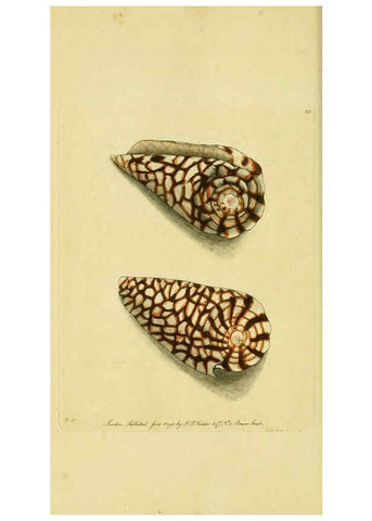 Reproducción/Reproduction 6049348298: Descriptions and illustrations of mollusks [18--] 