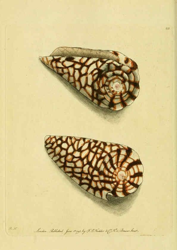 Reproducción/Reproduction 6049348298: Descriptions and illustrations of mollusks [18--] 