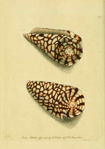 Reproducción/Reproduction 6049348298: Descriptions and illustrations of mollusks [18--] 