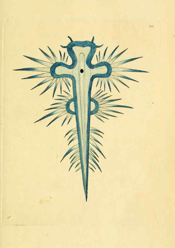 Reproducción/Reproduction 6049348562: Descriptions and illustrations of mollusks [18--] 