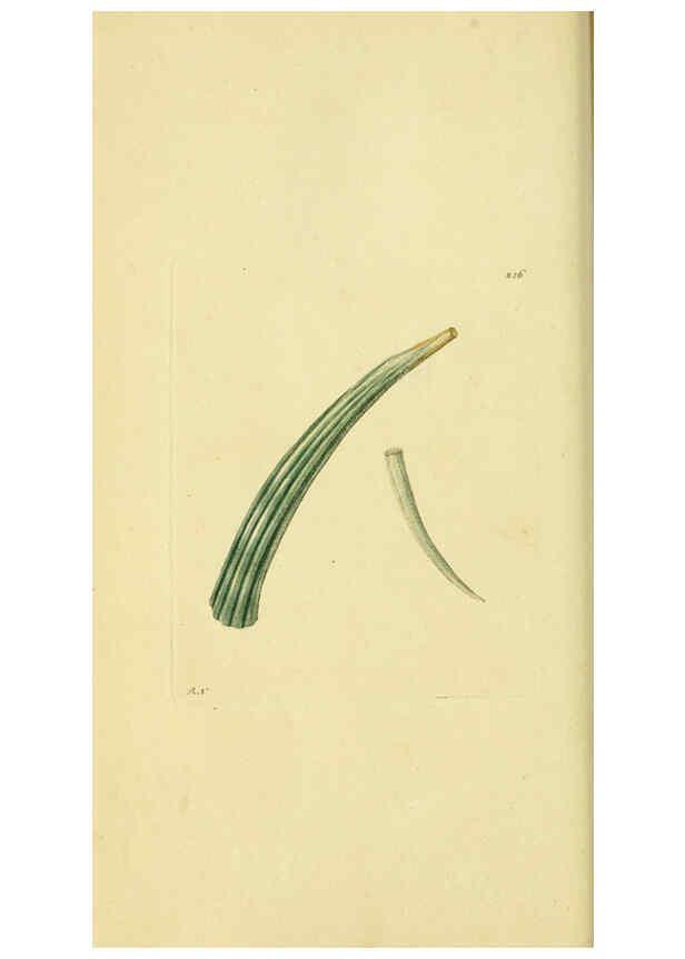 Reproducción/Reproduction 6049348692: Descriptions and illustrations of mollusks [18--] 