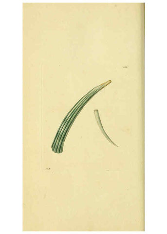 Reproducción/Reproduction 6049348692: Descriptions and illustrations of mollusks [18--] 