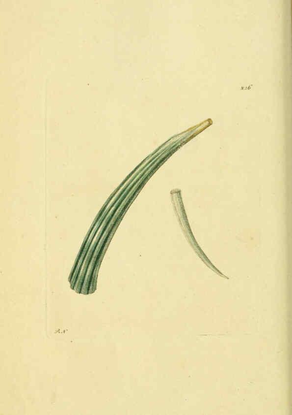 Reproducción/Reproduction 6049348692: Descriptions and illustrations of mollusks [18--] 