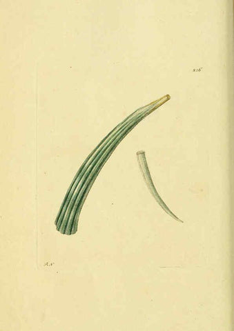 Reproducción/Reproduction 6049348692: Descriptions and illustrations of mollusks [18--] 