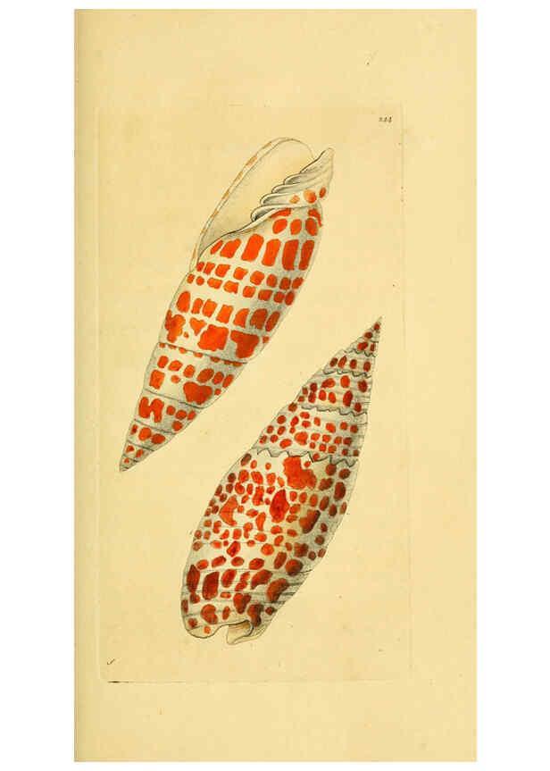 Reproducción/Reproduction 6049348952: Descriptions and illustrations of mollusks [18--] 