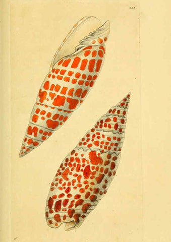 Reproducción/Reproduction 6049348952: Descriptions and illustrations of mollusks [18--] 