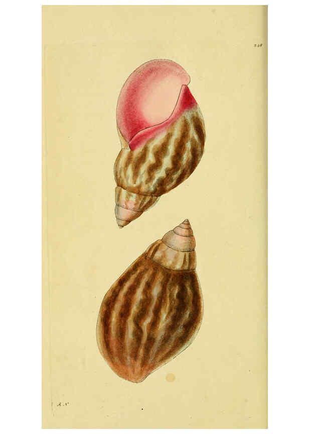 Reproducción/Reproduction 6048795739: Descriptions and illustrations of mollusks [18--] 