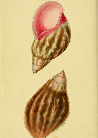 Reproducción/Reproduction 6048795739: Descriptions and illustrations of mollusks [18--] 