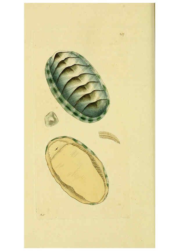 Reproducción/Reproduction 6049349260: Descriptions and illustrations of mollusks [18--] 