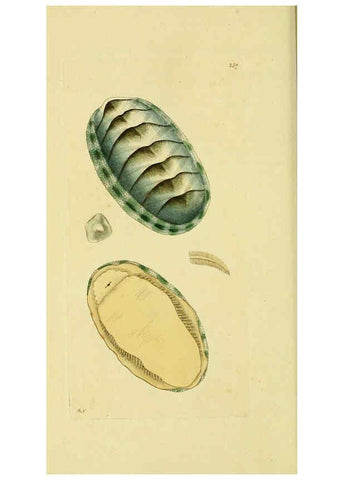 Reproducción/Reproduction 6049349260: Descriptions and illustrations of mollusks [18--] 