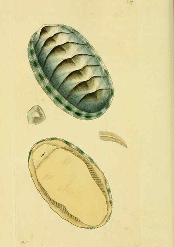 Reproducción/Reproduction 6049349260: Descriptions and illustrations of mollusks [18--] 