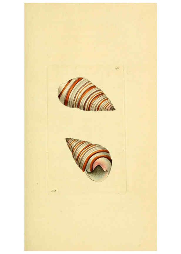 Reproducción/Reproduction 6049349430: Descriptions and illustrations of mollusks [18--] 