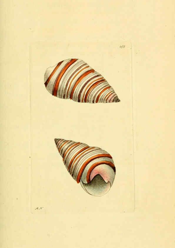 Reproducción/Reproduction 6049349430: Descriptions and illustrations of mollusks [18--] 