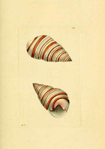 Reproducción/Reproduction 6049349430: Descriptions and illustrations of mollusks [18--] 