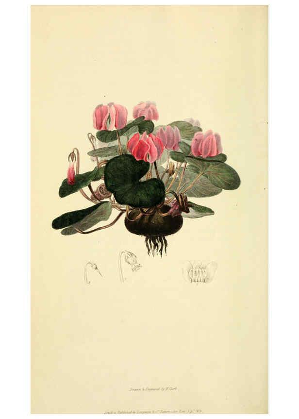 Reproducción/Reproduction 6046908012: Flora conspicua London :Longman, Rees, Orme, Brown, and Green,1826