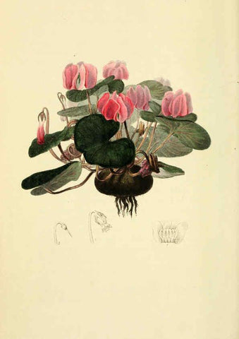 Reproducción/Reproduction 6046908012: Flora conspicua London :Longman, Rees, Orme, Brown, and Green,1826