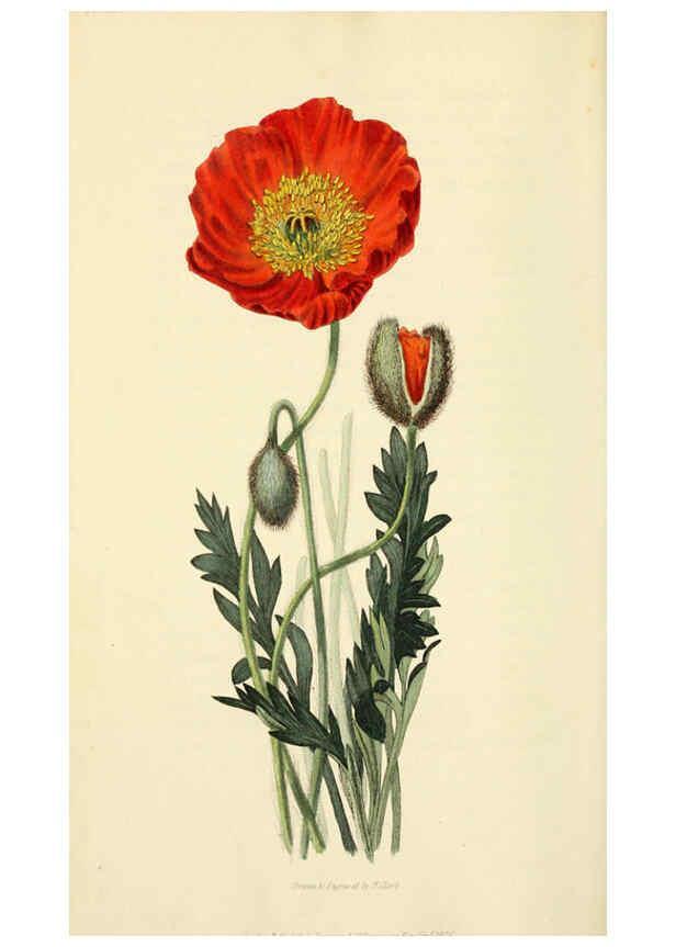 Reproducción/Reproduction 6046907550: Flora conspicua London :Longman, Rees, Orme, Brown, and Green,1826