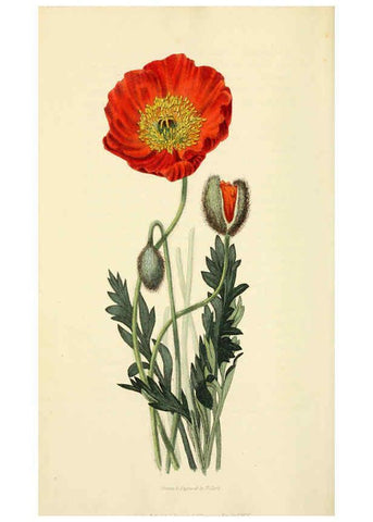 Reproducción/Reproduction 6046907550: Flora conspicua London :Longman, Rees, Orme, Brown, and Green,1826