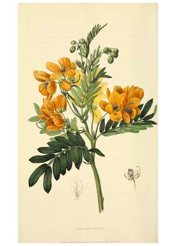 Reproducción/Reproduction 6046356571: Flora conspicua London :Longman, Rees, Orme, Brown, and Green,1826