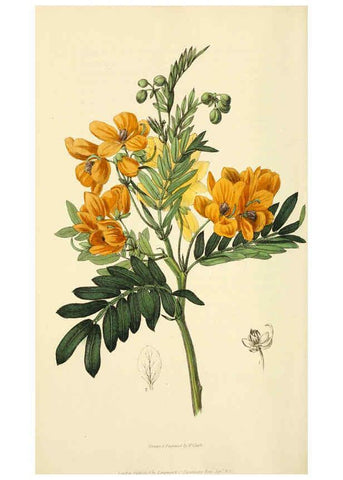Reproducción/Reproduction 6046356571: Flora conspicua London :Longman, Rees, Orme, Brown, and Green,1826