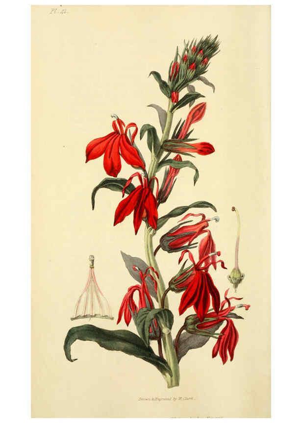 Reproducción/Reproduction 6046349819: Flora conspicua London :Longman, Rees, Orme, Brown, and Green,1826