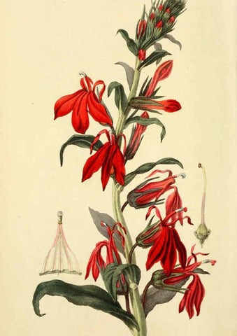 Reproducción/Reproduction 6046349819: Flora conspicua London :Longman, Rees, Orme, Brown, and Green,1826