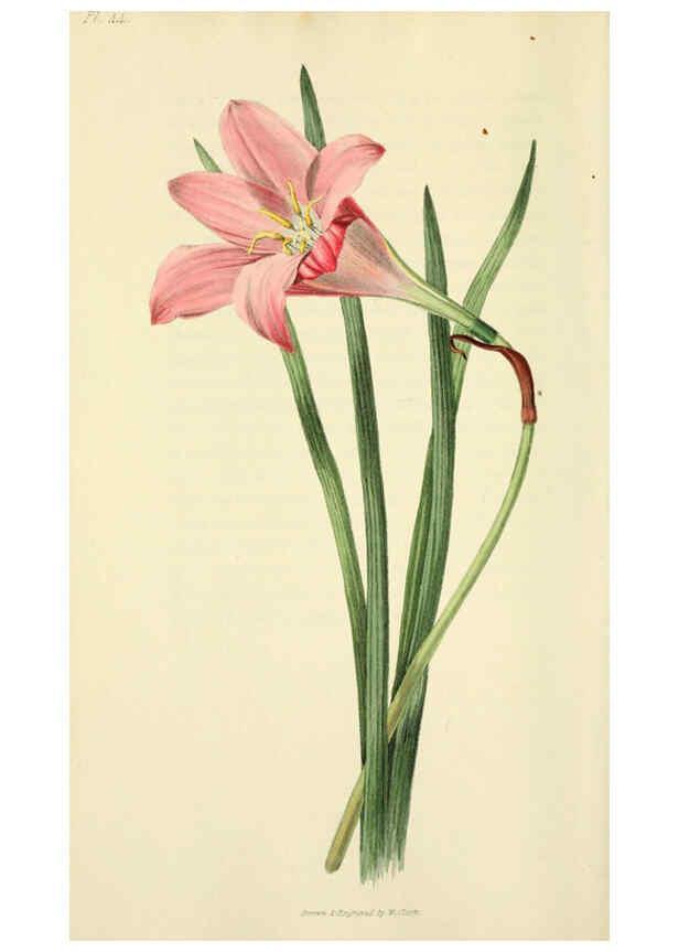 Reproducción/Reproduction 6046350733: Flora conspicua London :Longman, Rees, Orme, Brown, and Green,1826