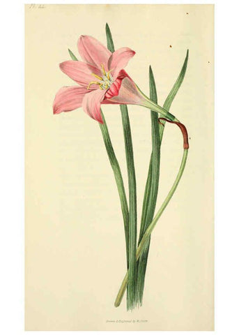 Reproducción/Reproduction 6046350733: Flora conspicua London :Longman, Rees, Orme, Brown, and Green,1826