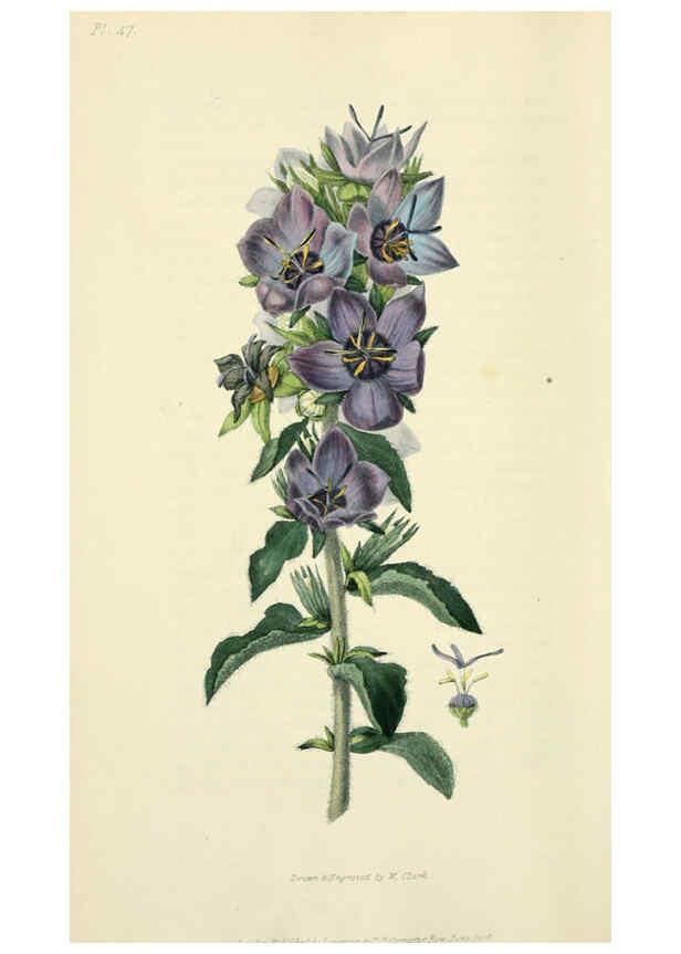 Reproducción/Reproduction 6046351889: Flora conspicua London :Longman, Rees, Orme, Brown, and Green,1826